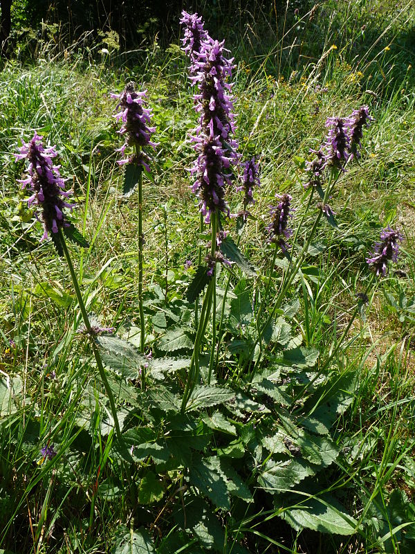 betonika lekárska Betonica officinalis L.