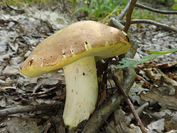 hríb príveskatý Butyriboletus appendiculatus (Schaeff. ex Fr.) Secr.