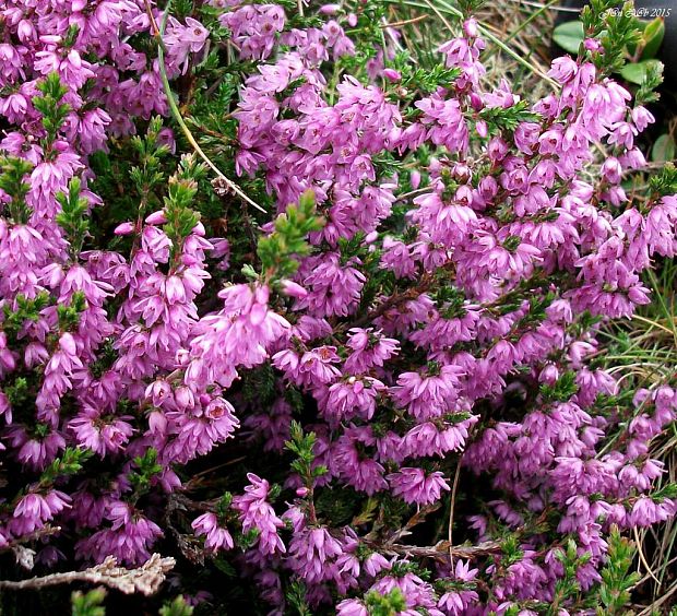 vres obyčajný Calluna vulgaris (L.) Hull