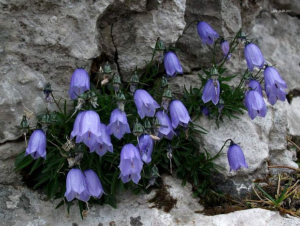 zvonček maličký Campanula cochleariifolia Lam.