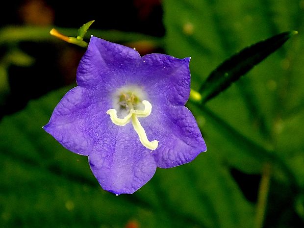 zvonček Campanula sp.