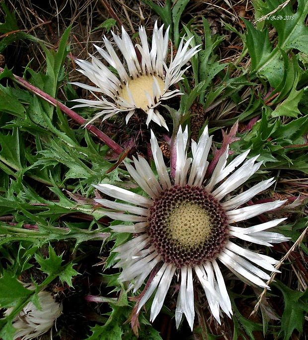 krasovlas bezbyľový pravý Carlina acaulis subsp. acaulis L.