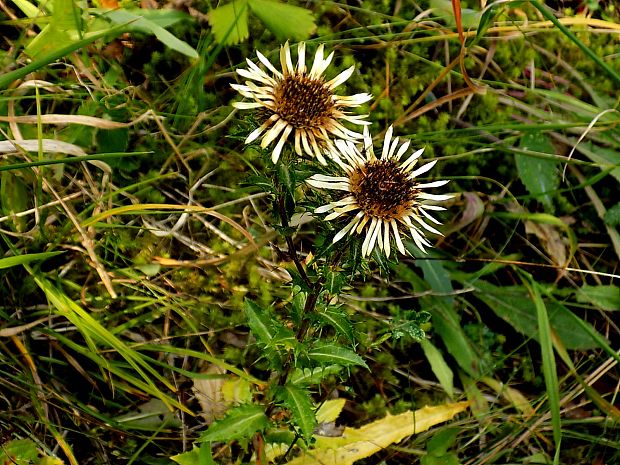 krasovlas obyčajný Carlina vulgaris L.