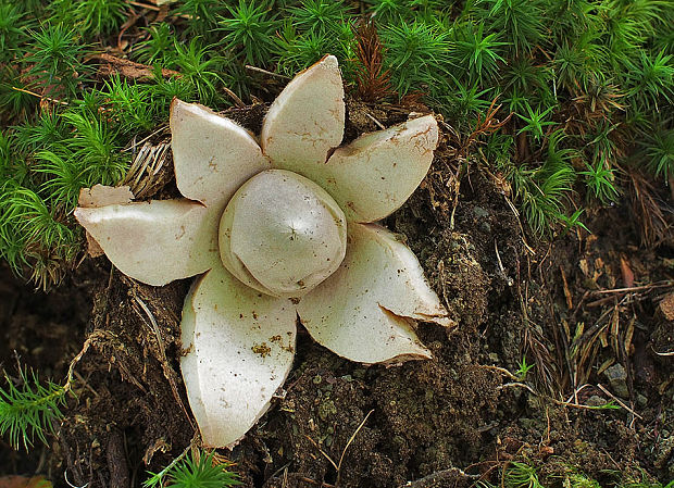 hviezdovka červenkastá Geastrum rufescens Pers.