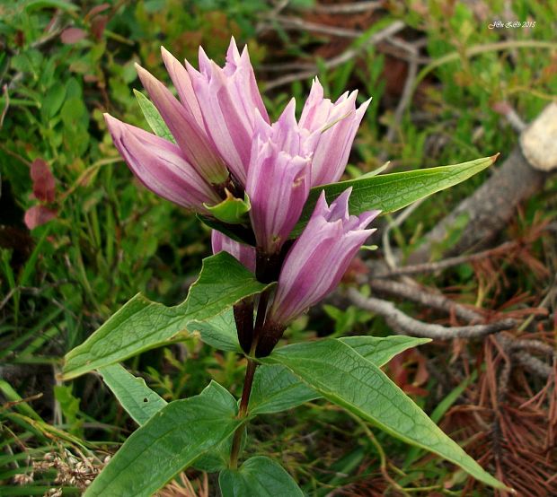 horec luskáčovitý Gentiana asclepiadea L.