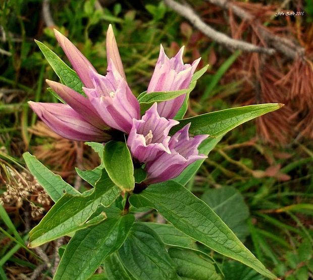 horec luskáčovitý Gentiana asclepiadea L.