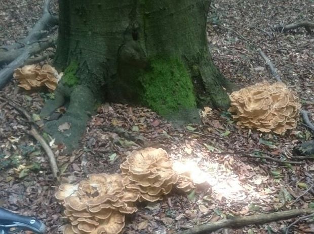 vejárovec obrovský Meripilus giganteus (Pers.) P. Karst.