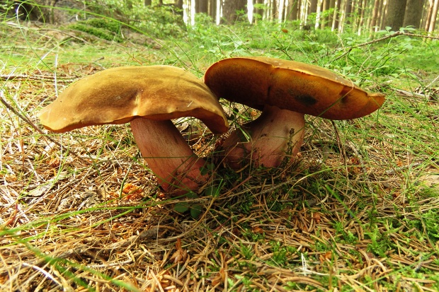 hríb zrnitohlúbikový Sutorius luridiformis (Rostk.) G. Wu & Zhu L. Yang