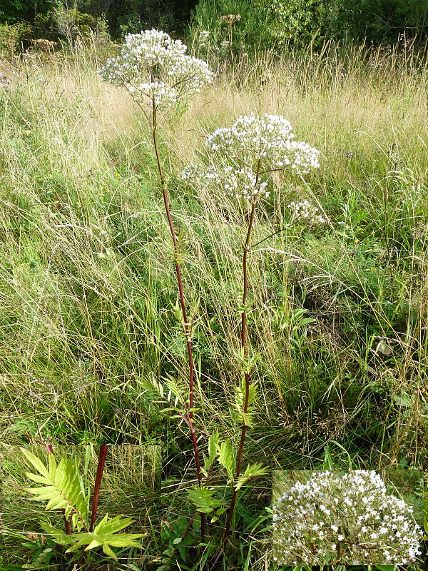 valeriána lekárska Valeriana officinalis L.