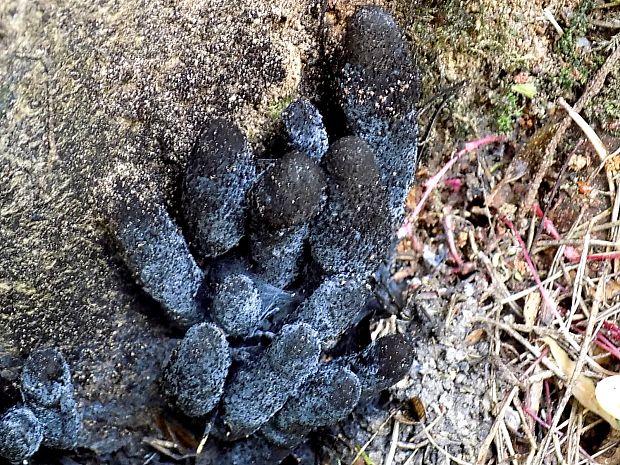 drevnatec Xylaria sp.