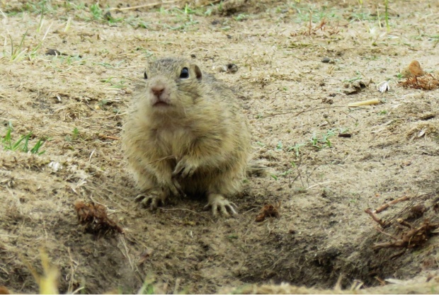 syseľ pasienkový  Citellus citellus