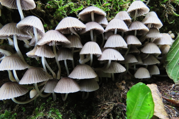 hnojník rozsiaty Coprinellus disseminatus (Pers.) J.E. Lange