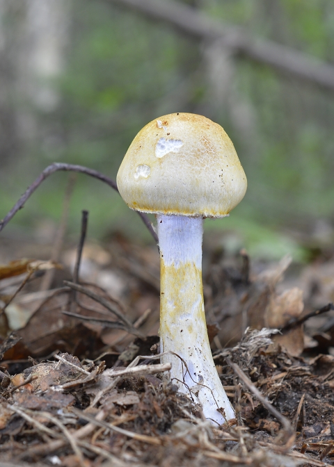 pavučinovec Cortinarius sp.