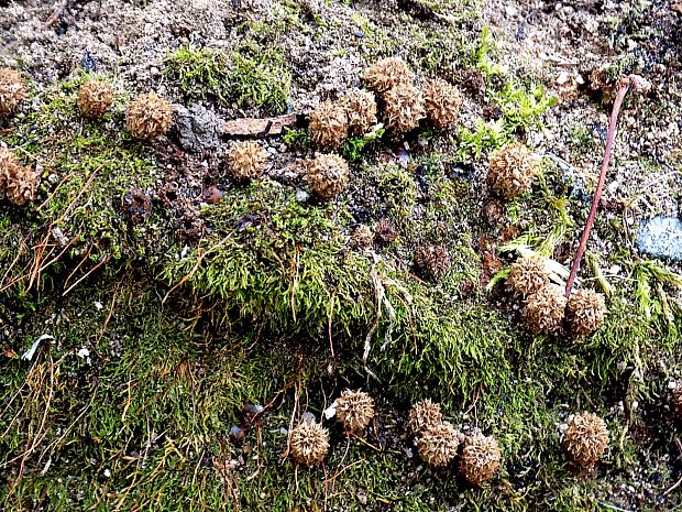 čiaškovec pásikavý Cyathus striatus (Huds.) Willd.