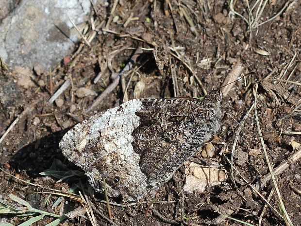 očkáň medúnkový Hipparchia fagi