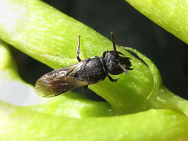 maskonoska obecná Hylaeus communis