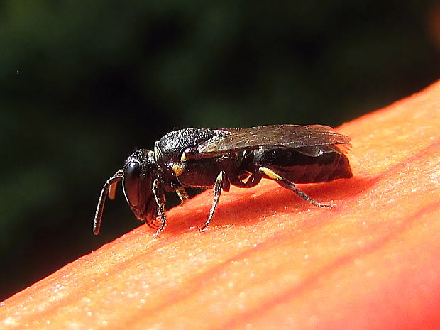 maskonoska obecná Hylaeus communis