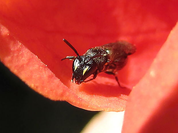 maskonoska obecná Hylaeus communis