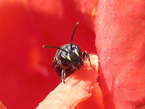 maskonoska obecná Hylaeus communis