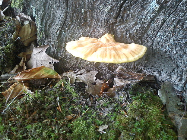 sírovec obyčajný Laetiporus sulphureus (Bull.) Murrill