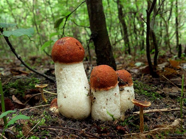 kozák osikový Leccinum albostipitatum den Bakker & Noordel.