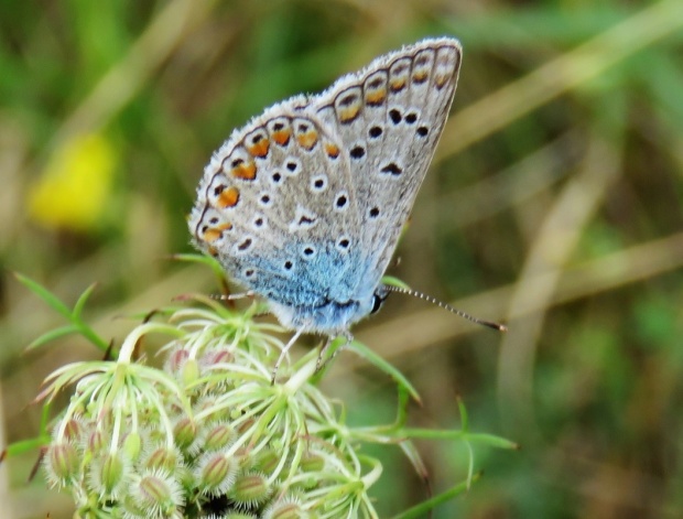 modrásek obecný Lycaeides idas