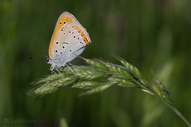 ohniváčik veľký Lycaena dispar Haworth, 1803