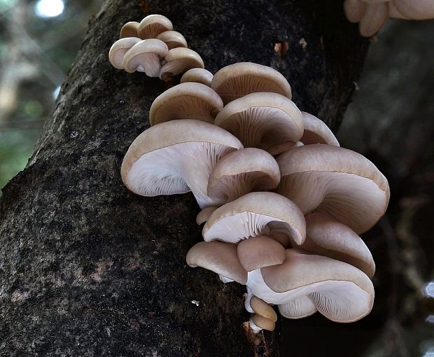 hliva buková Pleurotus pulmonarius (Fr.) Quél.