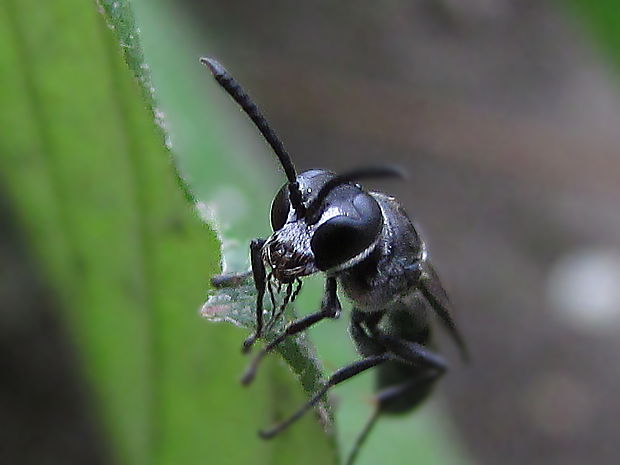 dřevovrtka rákosní Trypoxylon deceptorium