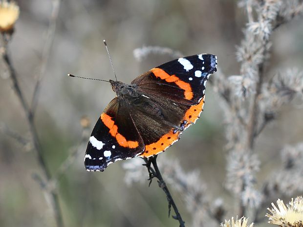 babôčka admirál Vanessa atalanta