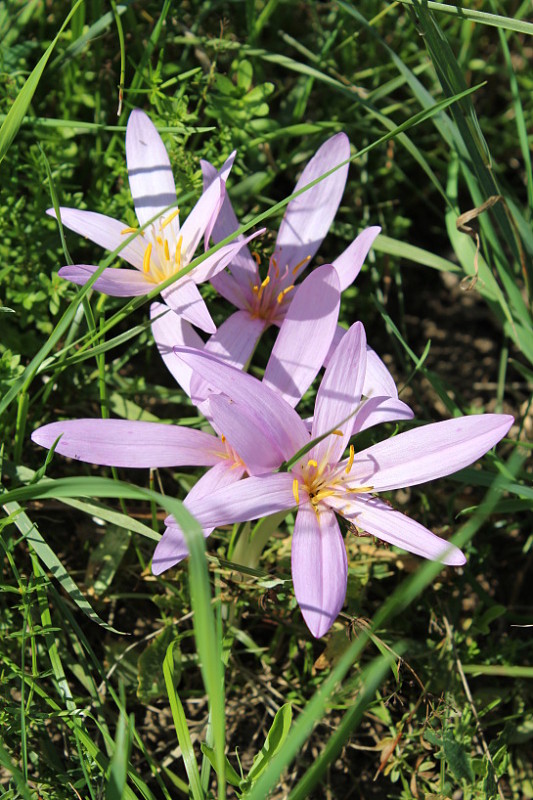 jesienka obyčajná Colchicum autumnale