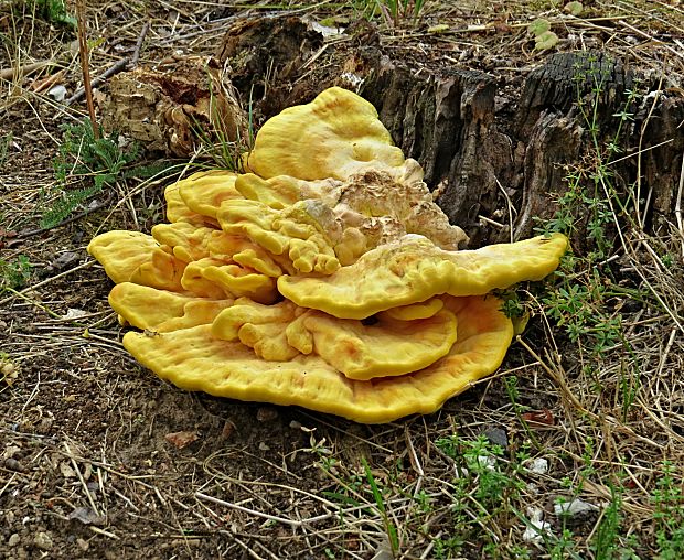 sírovec obyčajný-sírovec žlutooranžový Laetiporus sulphureus (Bull.) Murrill