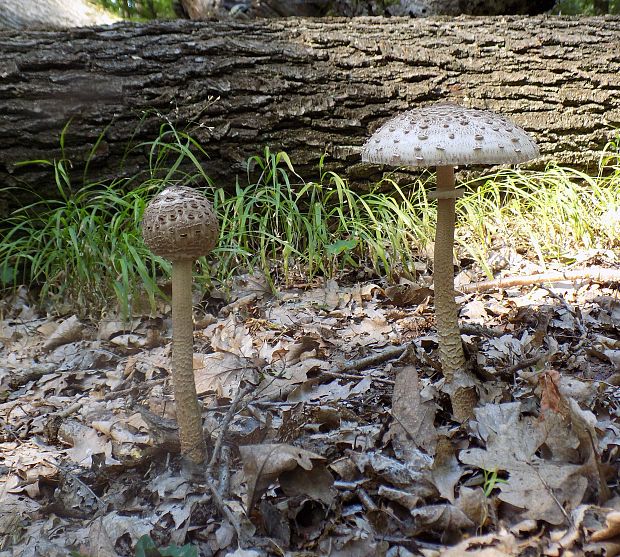 bedľa vysoká Macrolepiota procera (Scop.) Singer