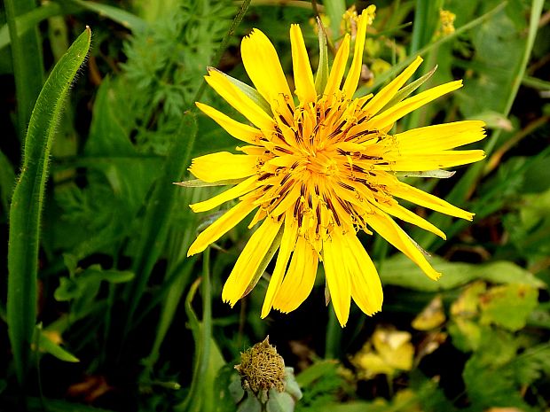 kozobrada východná Tragopogon orientalis L.