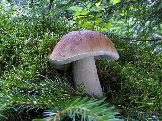 hríb smrekový Boletus edulis Bull.