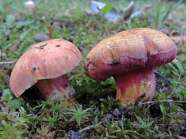 rubínovec obyčajný Chalciporus rubinus (W.G. Sm.) Singer