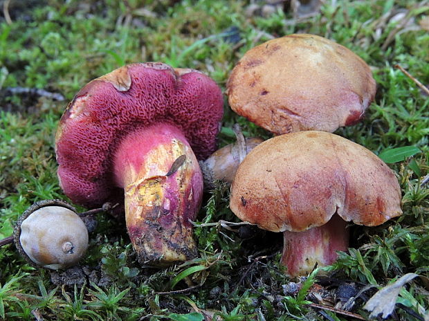 rubínovec obyčajný Chalciporus rubinus (W.G. Sm.) Singer