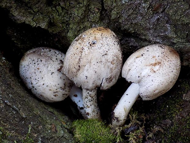 hnojník Coprinus sp.