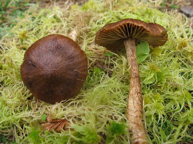 pavučinovec Cortinarius sp.