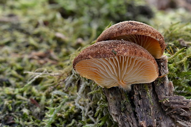 pahliva šafranová Crepidotus crocophyllus (Berk.) Sacc.