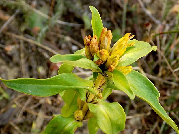 horec krížatý Gentiana cruciata L.