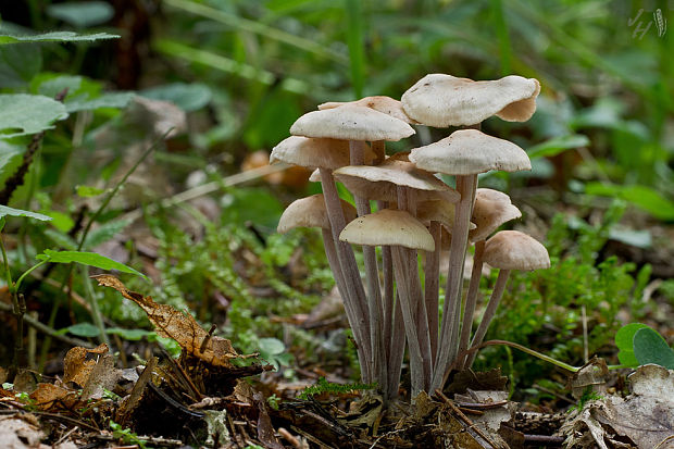 peniazovka trsovitá Gymnopus confluens (Pers.) Antonín, Halling & Noordel.