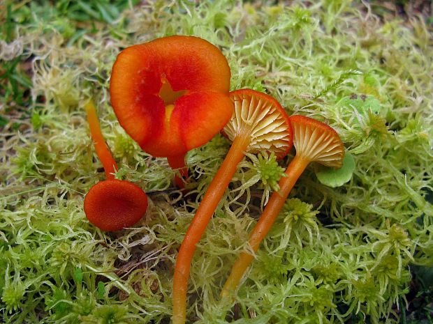 lúčnica zrnitá ? Hygrocybe coccineocrenata?