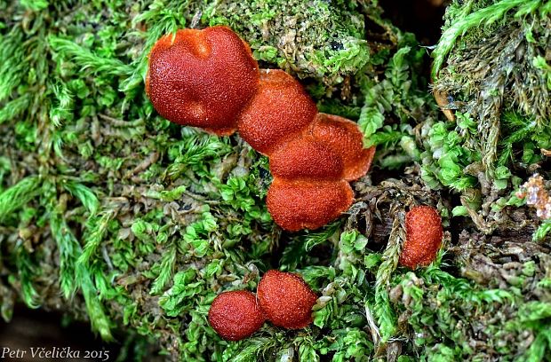 vlčinka Lycogala sp.