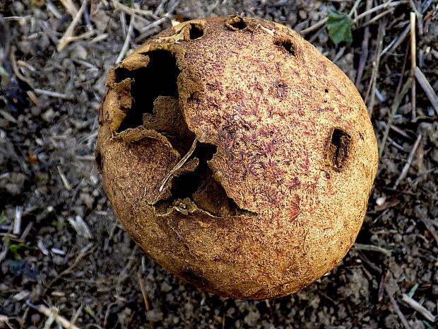 rozpadavec dlabaný Lycoperdon utriforme Bull.