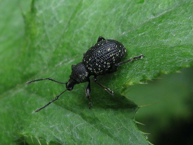 . Otiorhynchus gemmatus