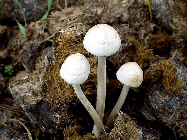 zvoncovec Panaeolus sp.