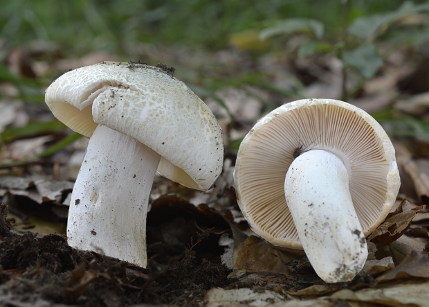 plávka zelenkastá Russula virescens (Schaeff.) Fr.