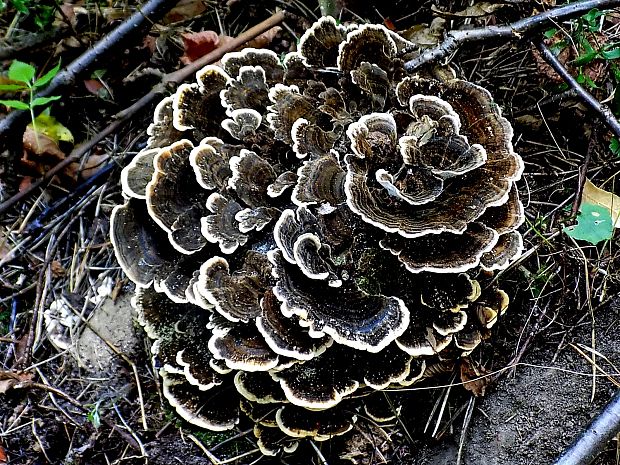 trúdnikovec pestrý Trametes versicolor (L.) Lloyd