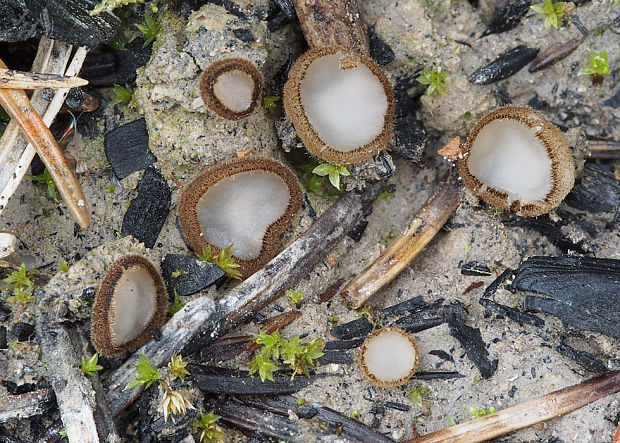 trichofea uhľomilná Trichophaea hemisphaerioides (Mouton) Graddon